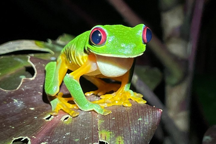 Jungle Night Tour Manuel Antonio - Photo 1 of 19